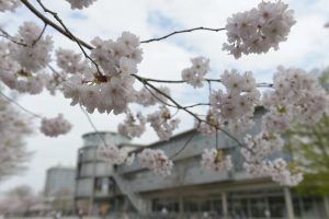 Kirschblüte auf dem Campus der Georg-August-UniversitŠt Gšttingen - Die Japanischen Zierkirschen an der Allee entlang der SUB und des ZHG stehen in voller Blüte